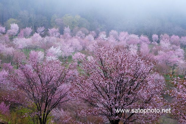 福島　桜峠