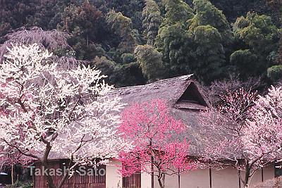 img200603cs.jpg