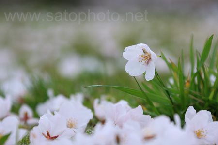 桜咲く