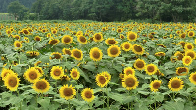 img20110812b.jpg