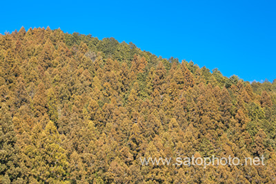 img20120203c.jpg