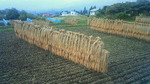 201010140833001.jpg